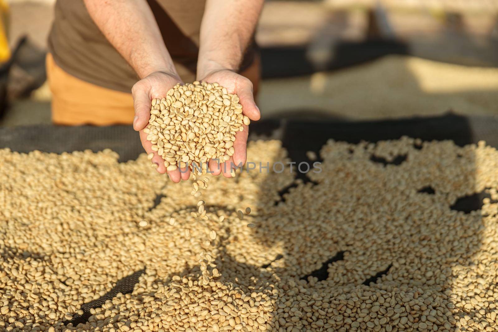 Cropped photo of male traveler showing coffee beans with his hands at coffee washing station in Africa region