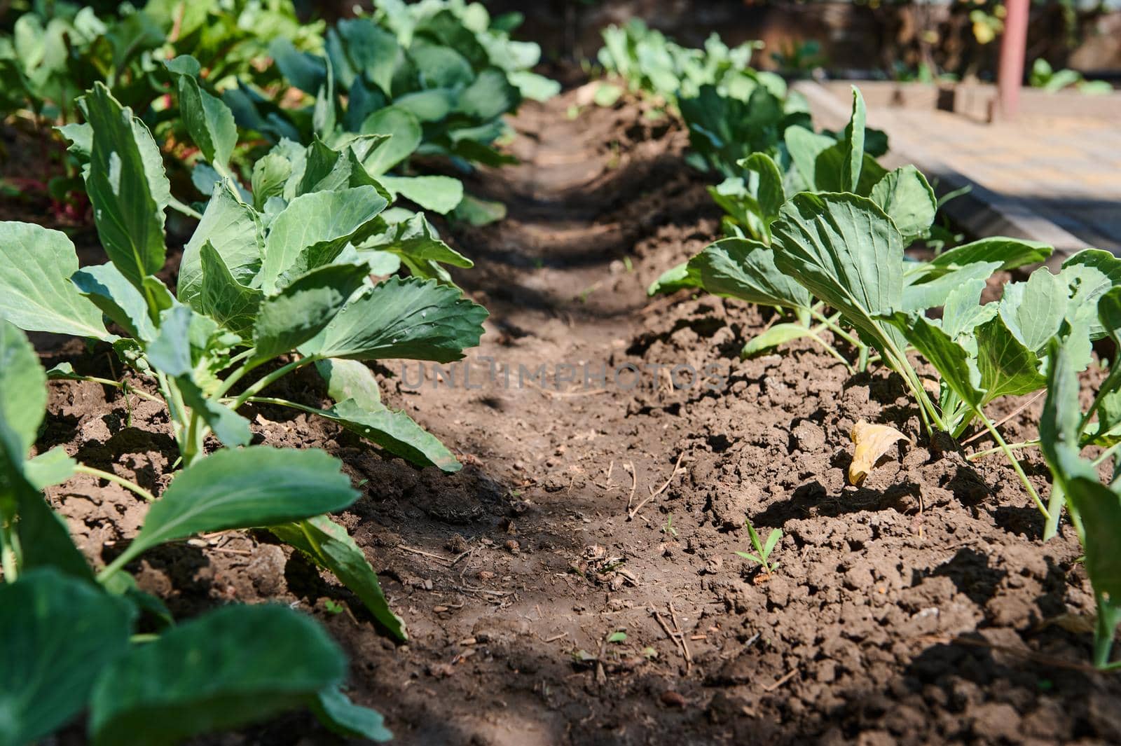 Growing cabbage whole plant on open air garden bed. Cultivation of organic vegetables in the eco farm for sale in farmers markets. Agribusiness. Agriculture. Eco farming. Horticulture. Copy space