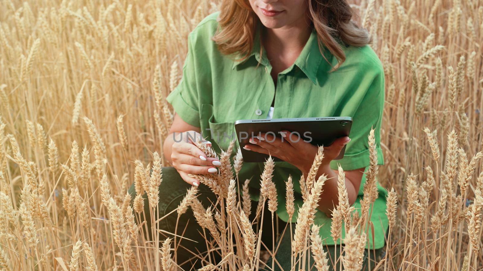 Woman agronomist works in ripe wheat field with digital tablet, checking integrity of ears, growth. Agricultural business, technology, smart eco system, harvest concept. High quality photo