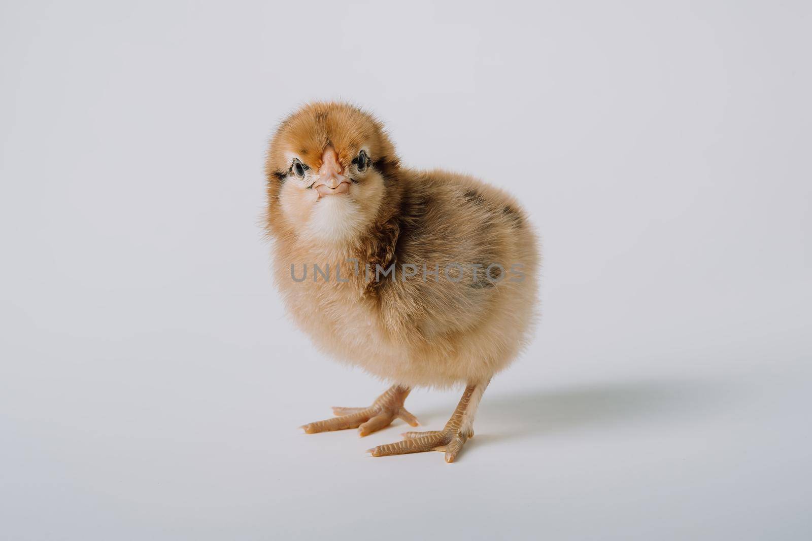 Beautiful adorable little chick for design decorative theme. Newborn poultry yellow chicken beak on light studio background. Easter, farm concept. High quality photo
