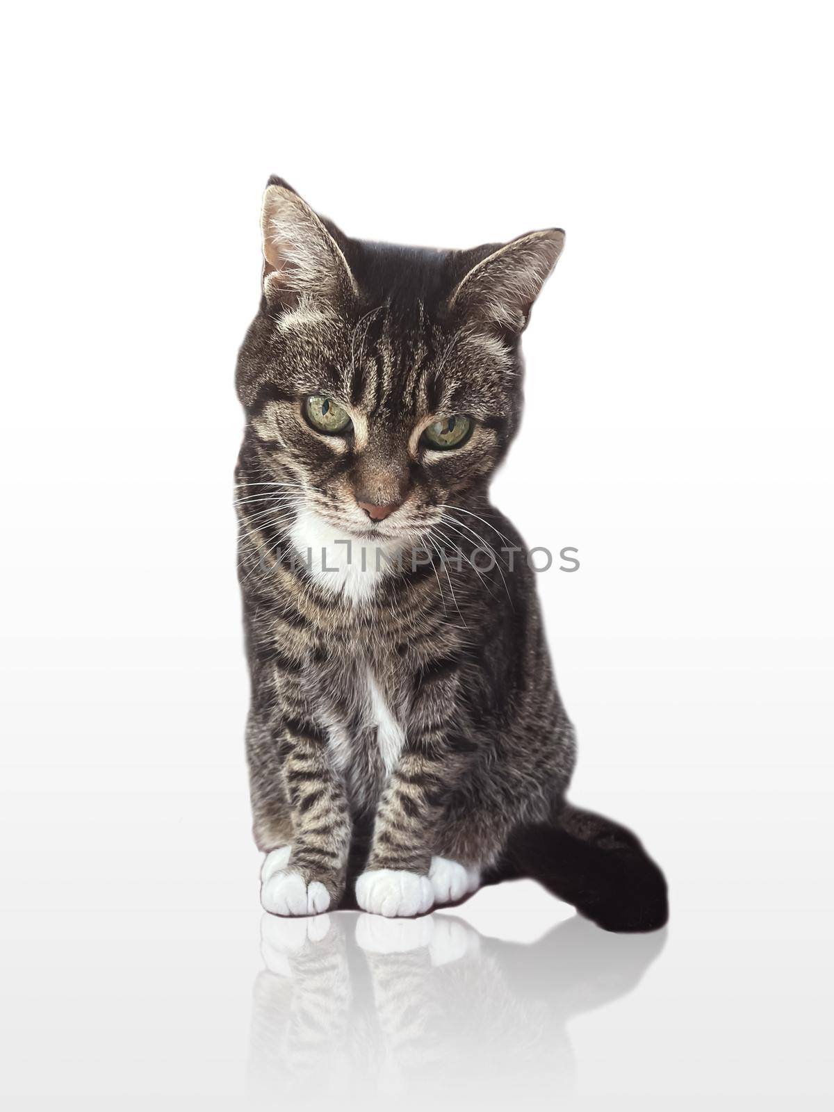 Beautiful female adult tabby cat posing on glossy white background, lovely adorable pet, studio portrait ad