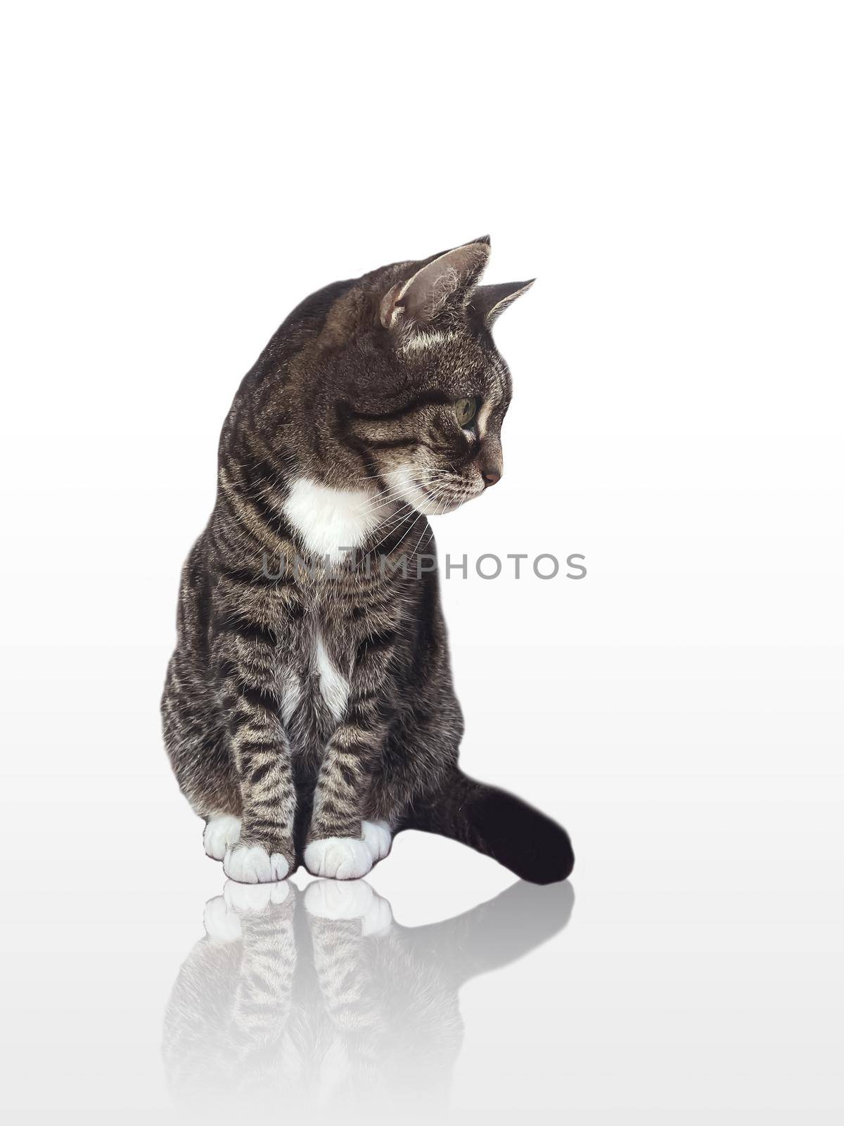 Beautiful female adult tabby cat posing on glossy white background, lovely adorable pet, studio portrait ad