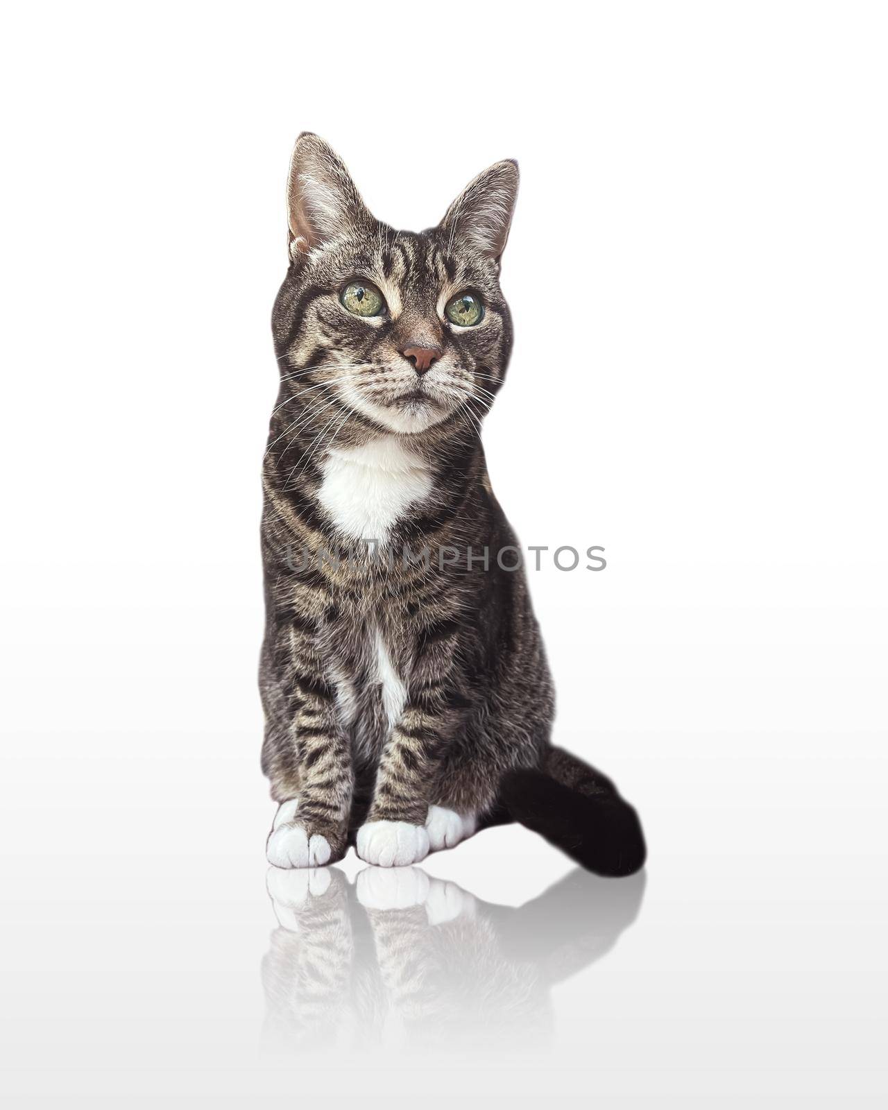 Beautiful female adult tabby cat posing on glossy white background, lovely adorable pet, studio portrait ad