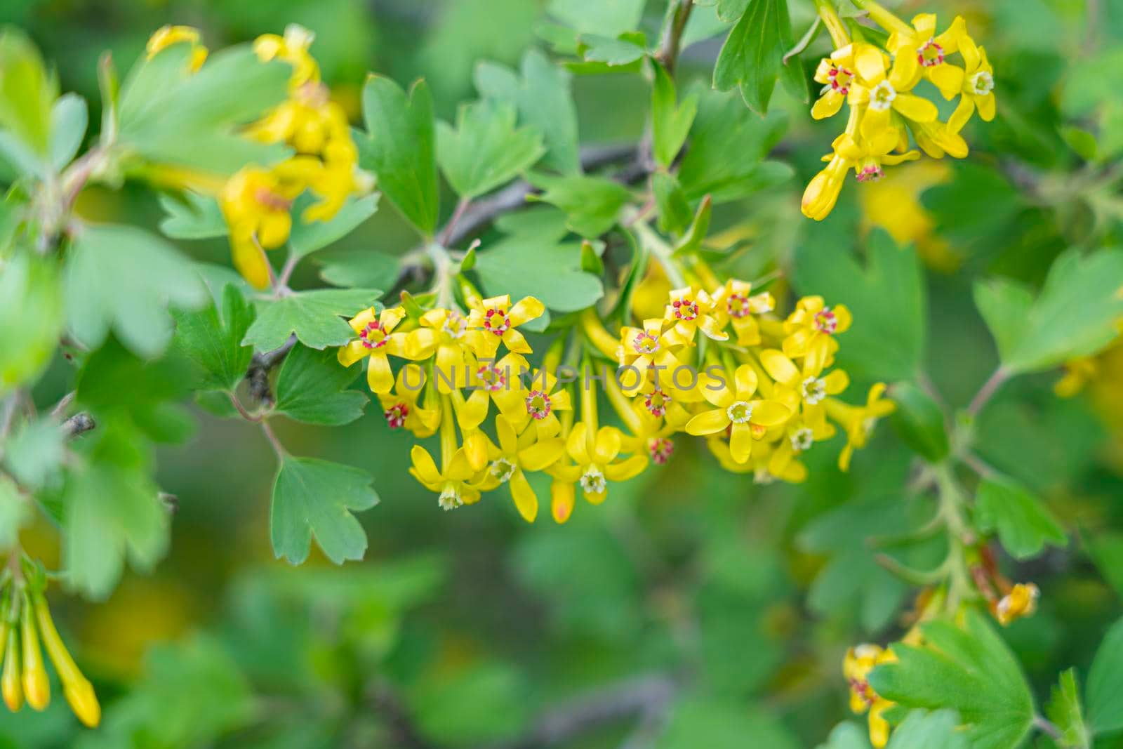 blooming branches of black currant in the garden close-up. photo