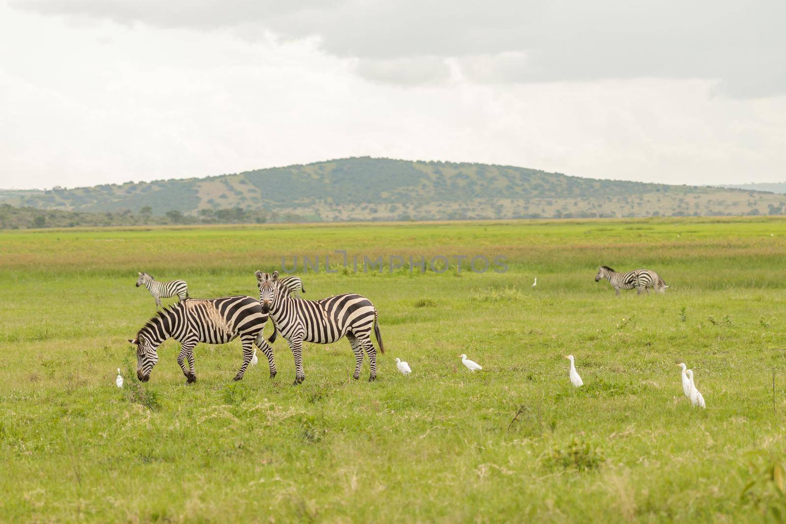 Herd of zebras grazing in a meadow with birds nearby in a national park in Africa