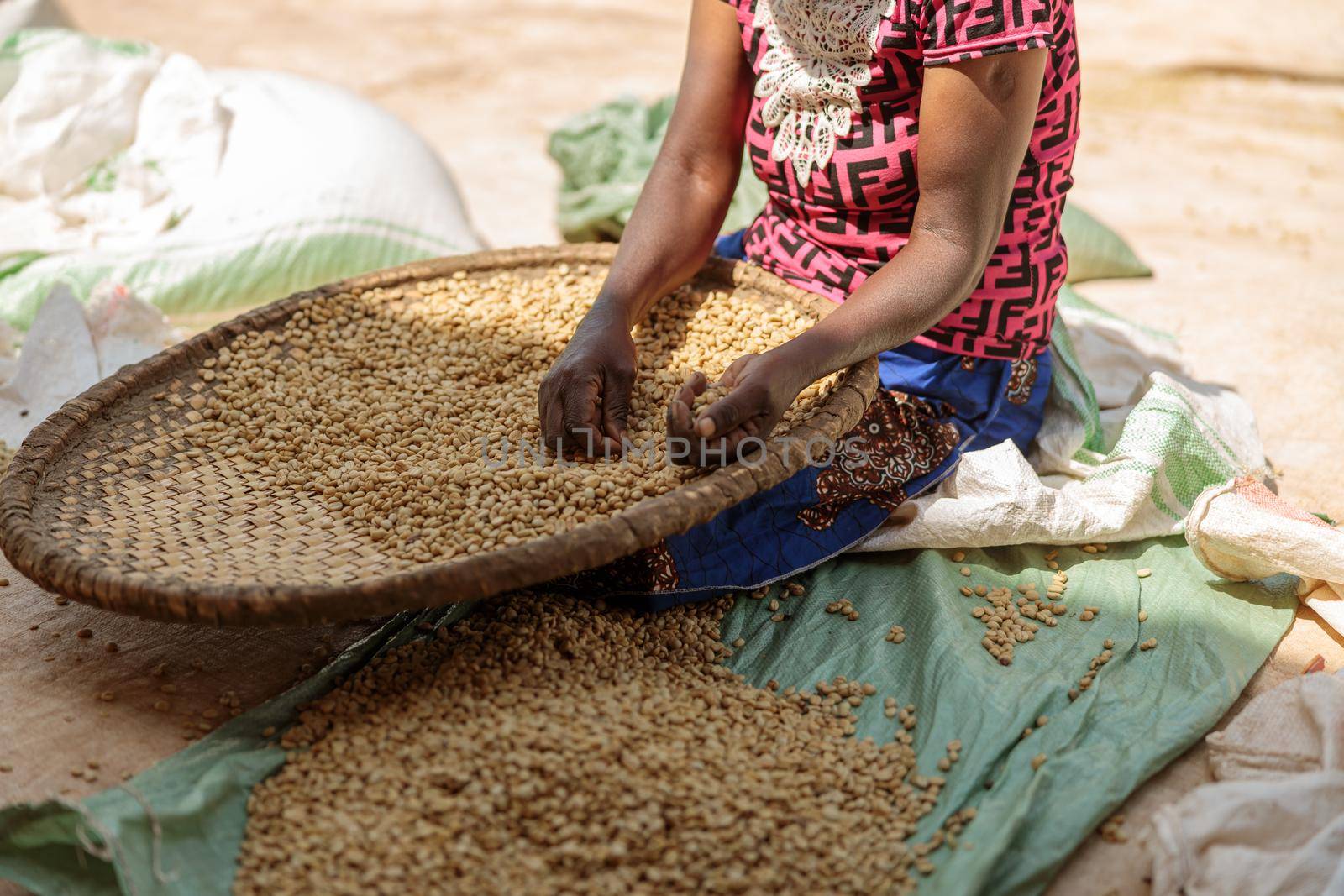 Cropped photo of African Americam woman sorting coffee beans, using large wicker bowl