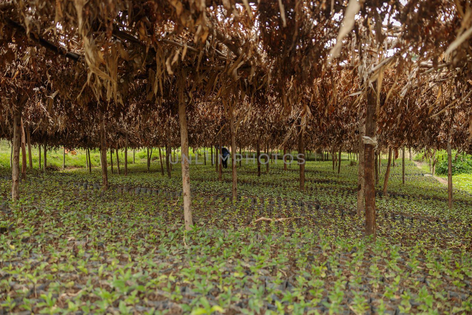 Farm male worker standing among trees while checking coffee sprouts on plantation