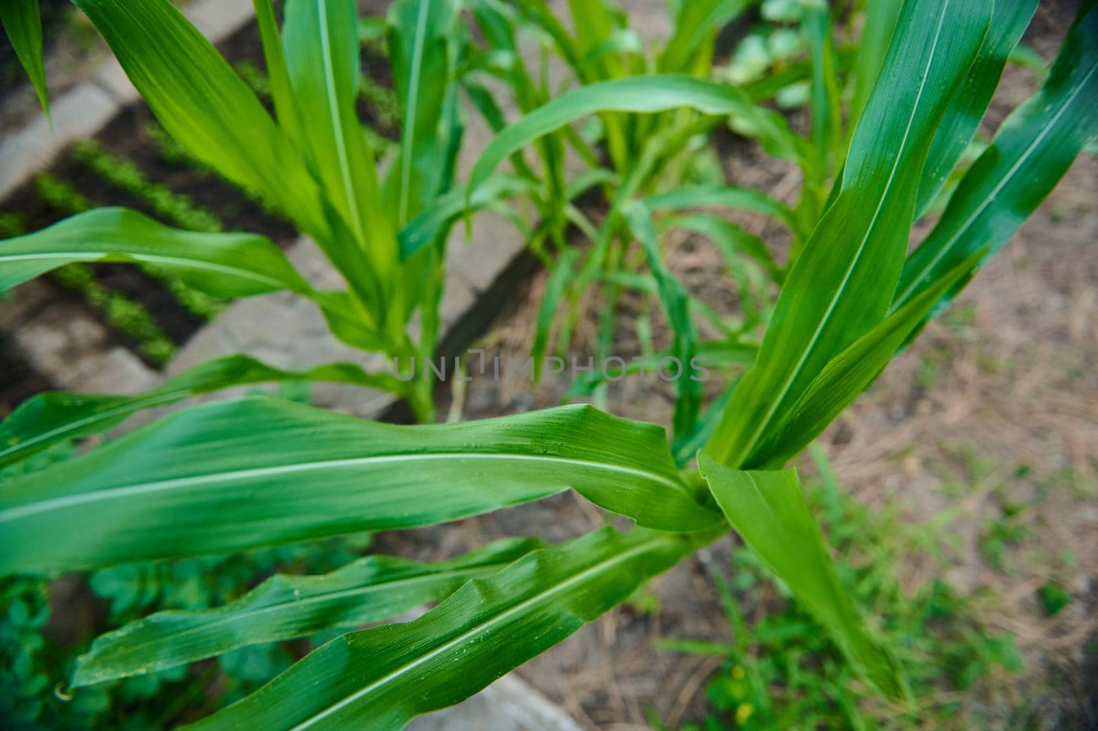 Overhead view of young corn sprouts growing in rows in the organic open field. Selective focus. Agricultural crops in the eco farm. Horticulture. Agronomy. Agribusiness