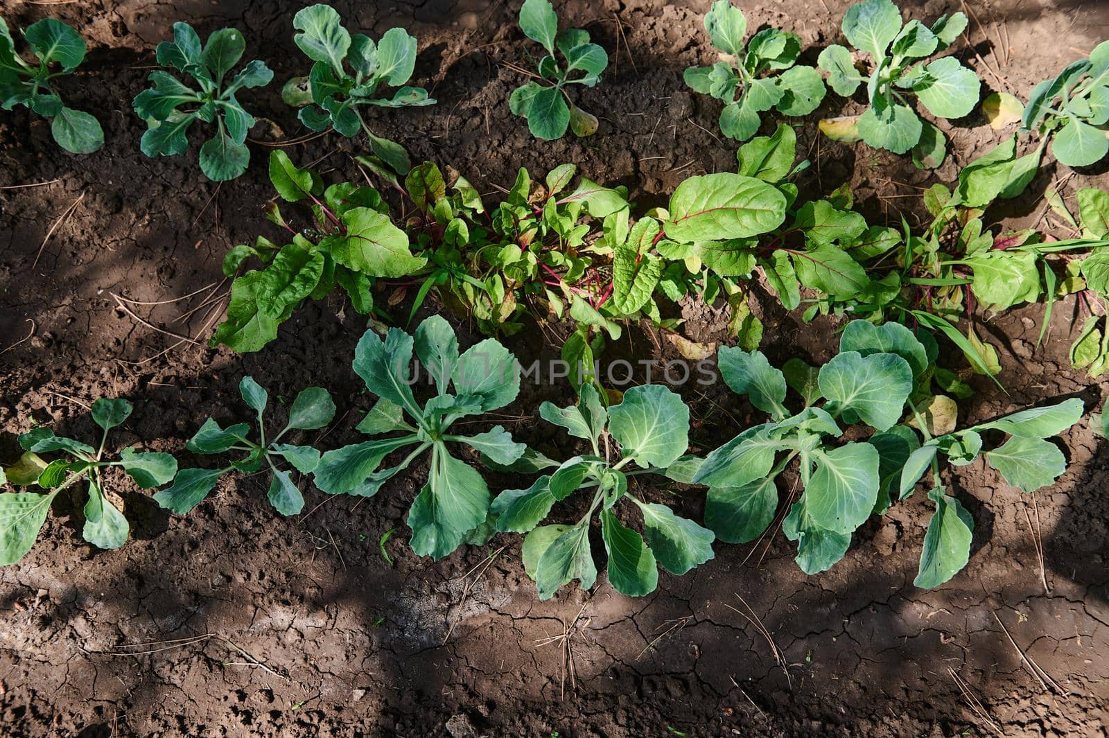 Overhead view of the green leaves of a young cabbage growing in an open field on eco farm. Agricultural business. Horticulture. Agriculture. Eco farming. Gardening. Copy space for advertising text
