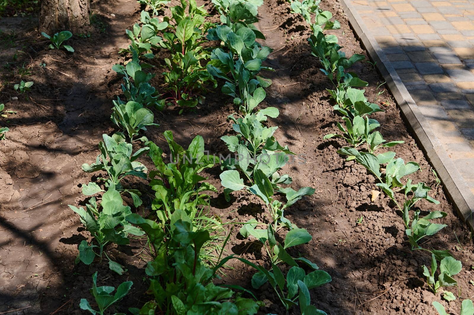 Bush of growing cabbage seedlings in flowerbeds the open ground in an eco farm. Agricultural business. Horticulture. Agriculture. Eco farming. Gardening. Copy space for advertising text