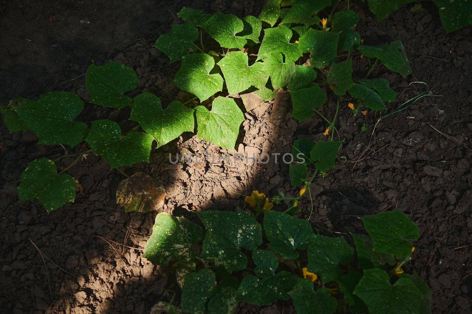 Top view of the bushes of growing cucumber plant, in the open ground of an eco farm, illuminated by a daylight. Part of the ground is illuminated by a daylight. Copy space for advertising text