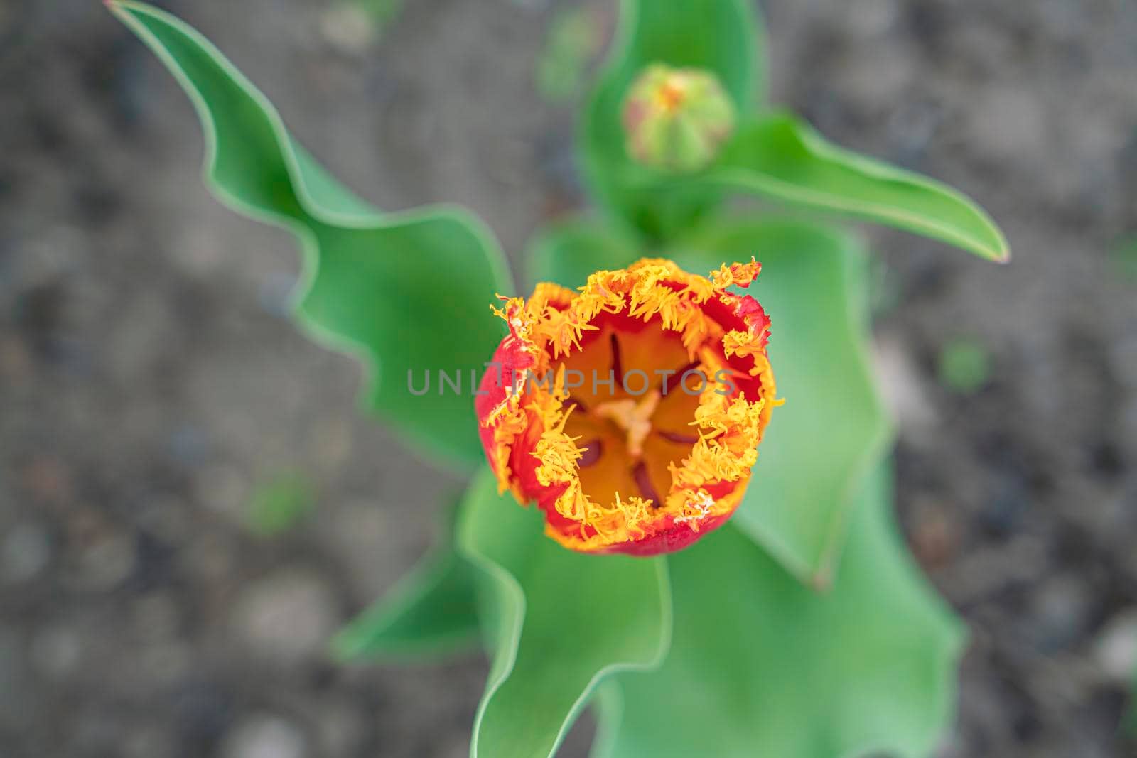 red tulip bud close-up on a beautiful background. High quality photo