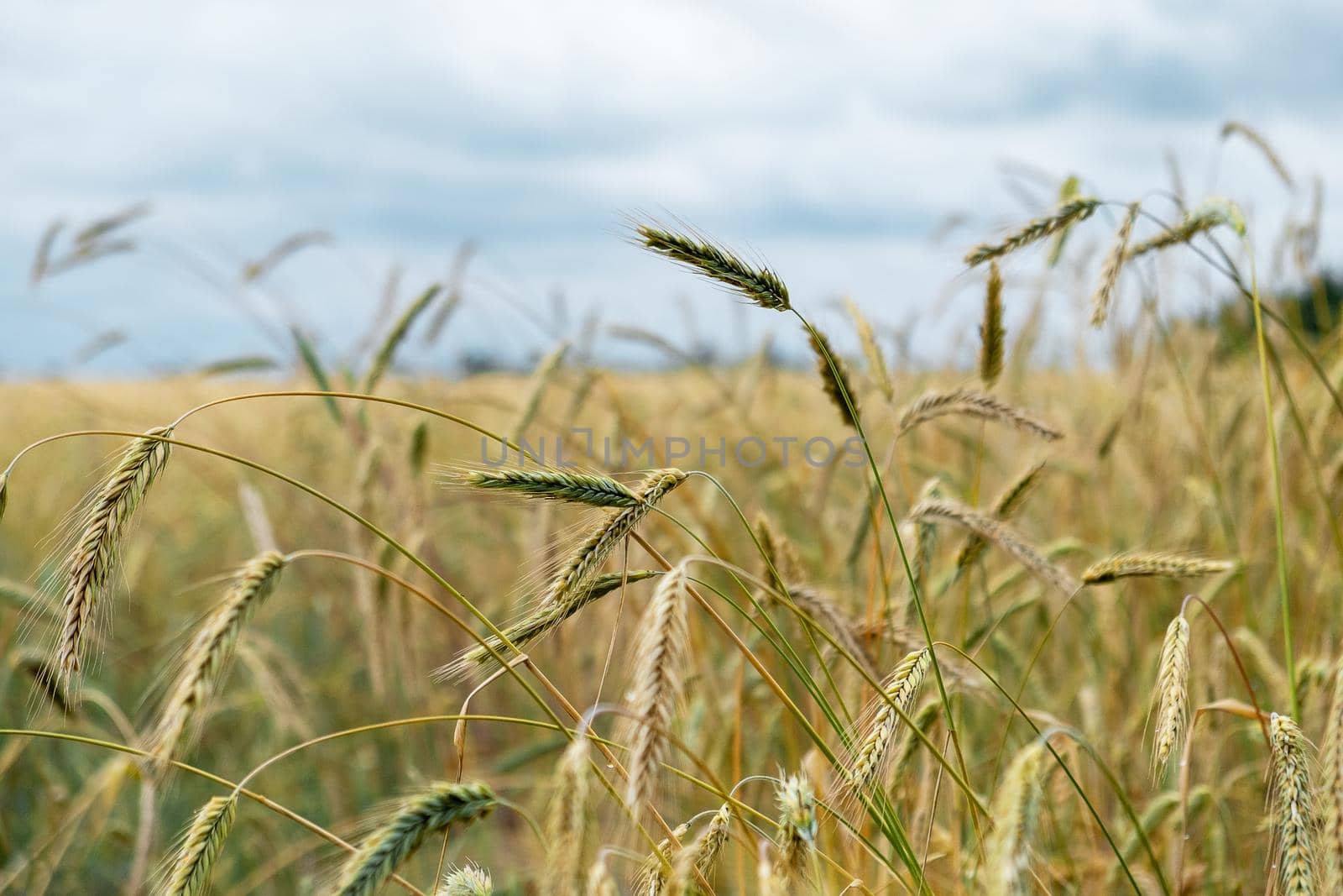 Ripening ears of wheat in a field against a rainy sky. Harvest, food security. Selective focus.
