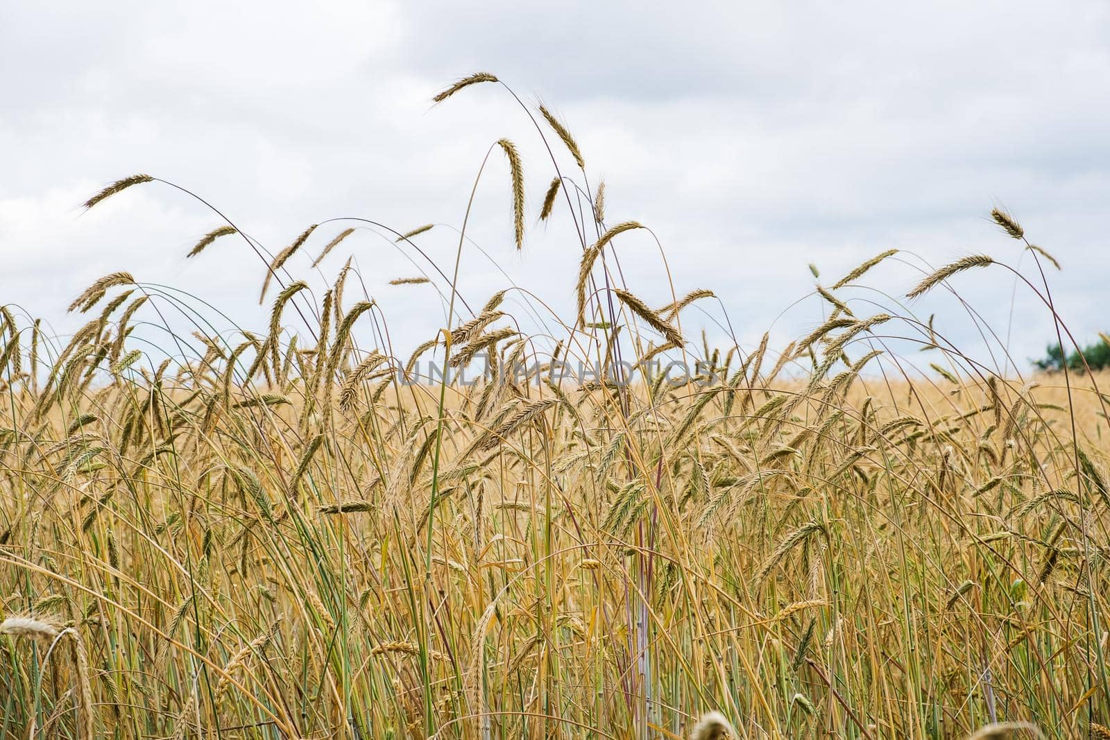 Ripening ears of wheat in a field against a rainy sky. Harvest, food security. Selective focus.