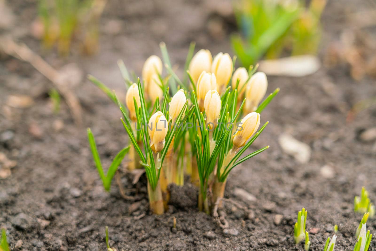 yellow crocuses close up on a beautiful background. High quality photo