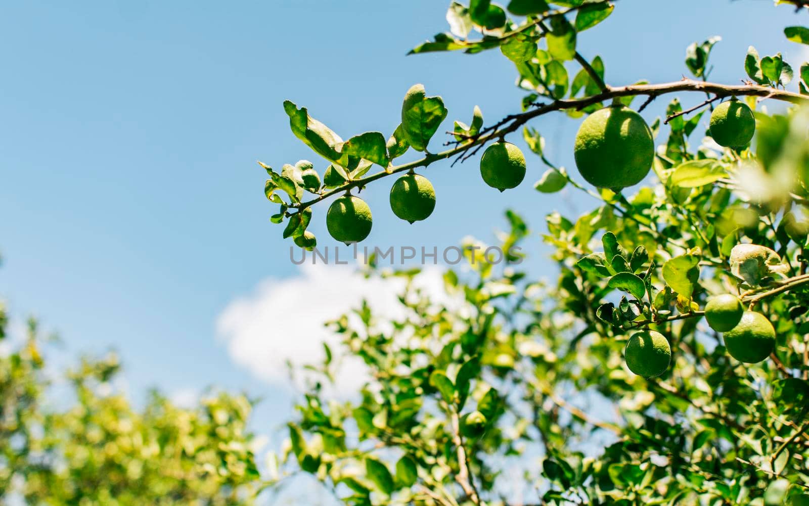 Green lemons on a branch with sky background. Beautiful unripe lemons in a garden with blue sky background, Harvest of green lemons hanging on branches by isaiphoto