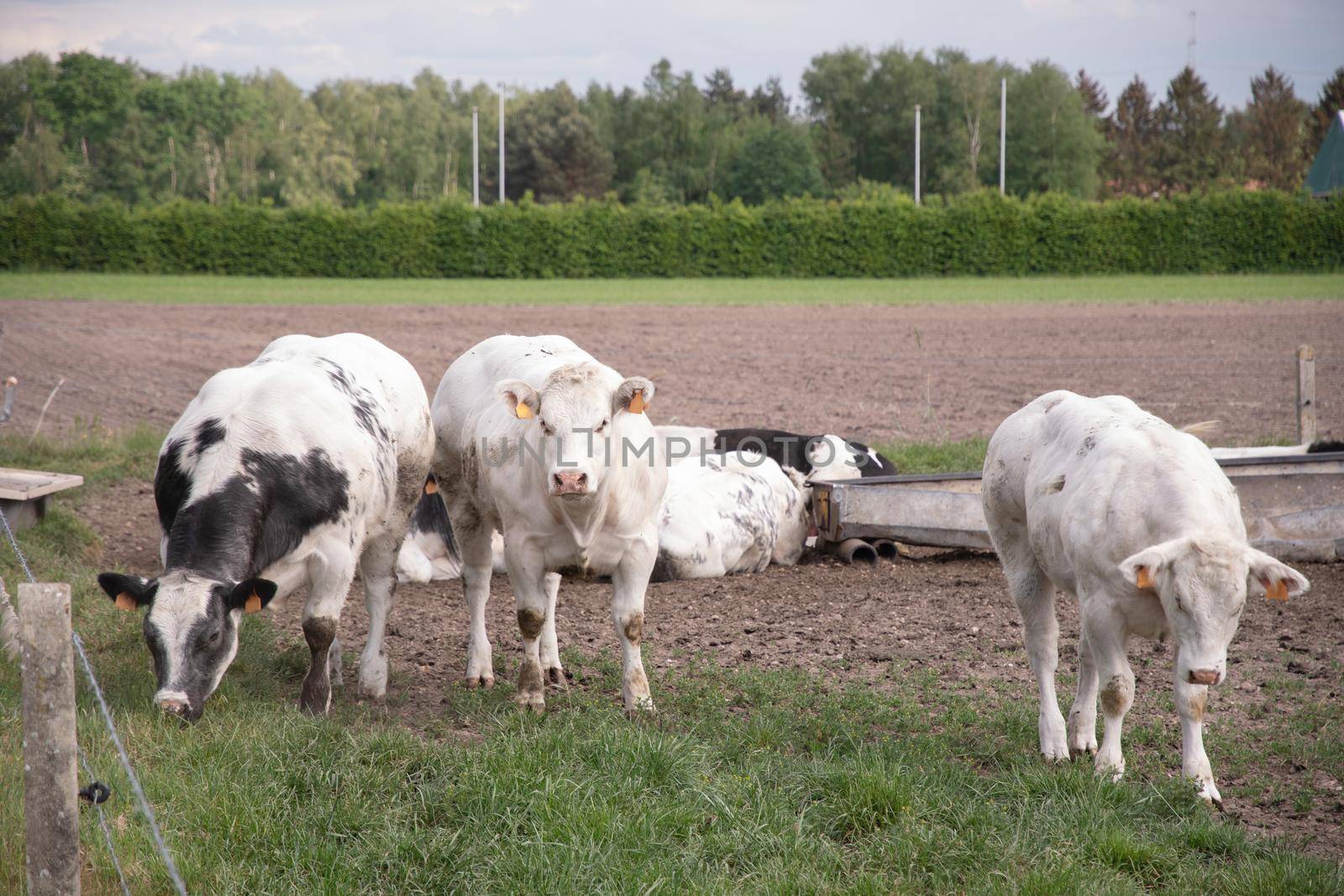 a group of multi-colored black and white cows graze in a corral on green grass by KaterinaDalemans