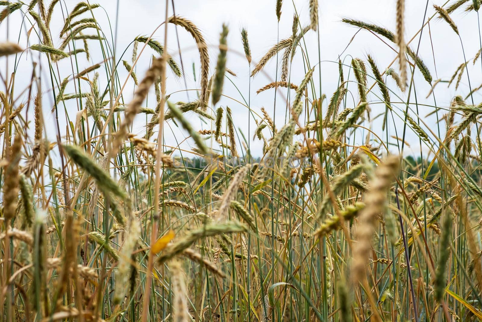 Ripening ears of wheat in a field against a rainy sky. Harvest, food security. Selective focus.