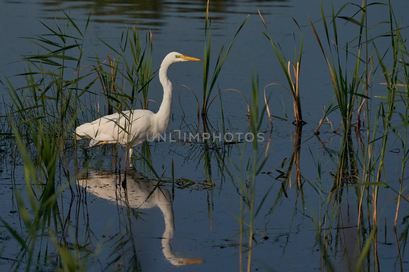 Egret hunting by JeremyRichards