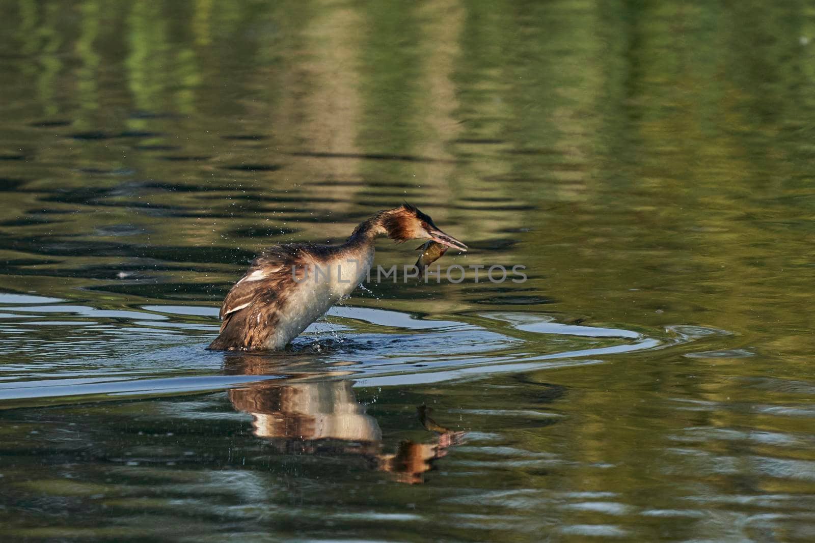 Great Crested Grebe (Podiceps cristatus) grappling with a recently caught fish on a lake at Ham Wall in Somerset, United Kingdom.
