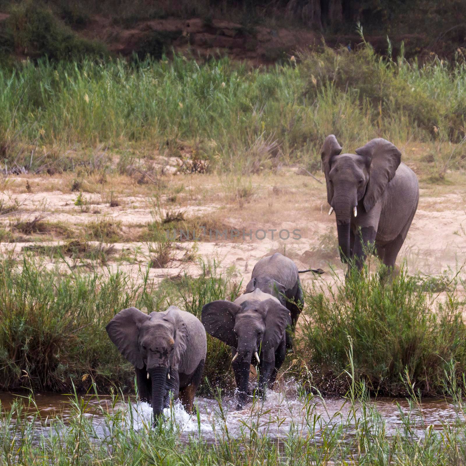 African bush elephant in Kruger National park, South Africa by PACOCOMO