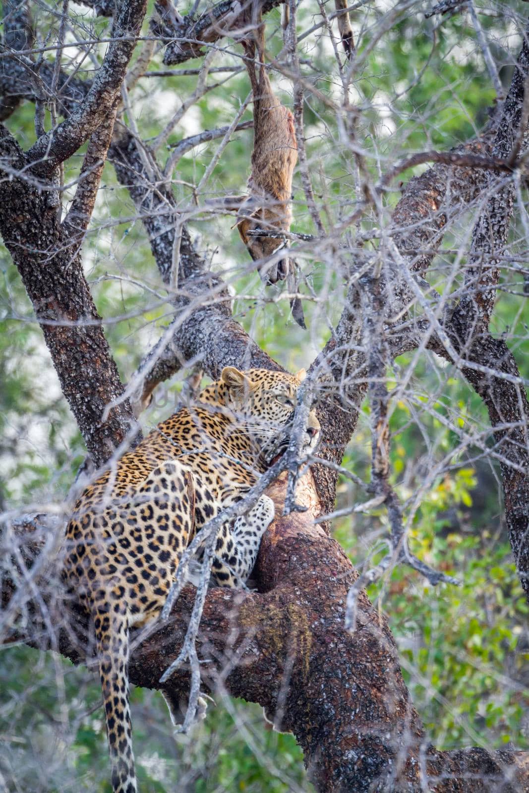 Leopard in Kruger National park, South Africa by PACOCOMO