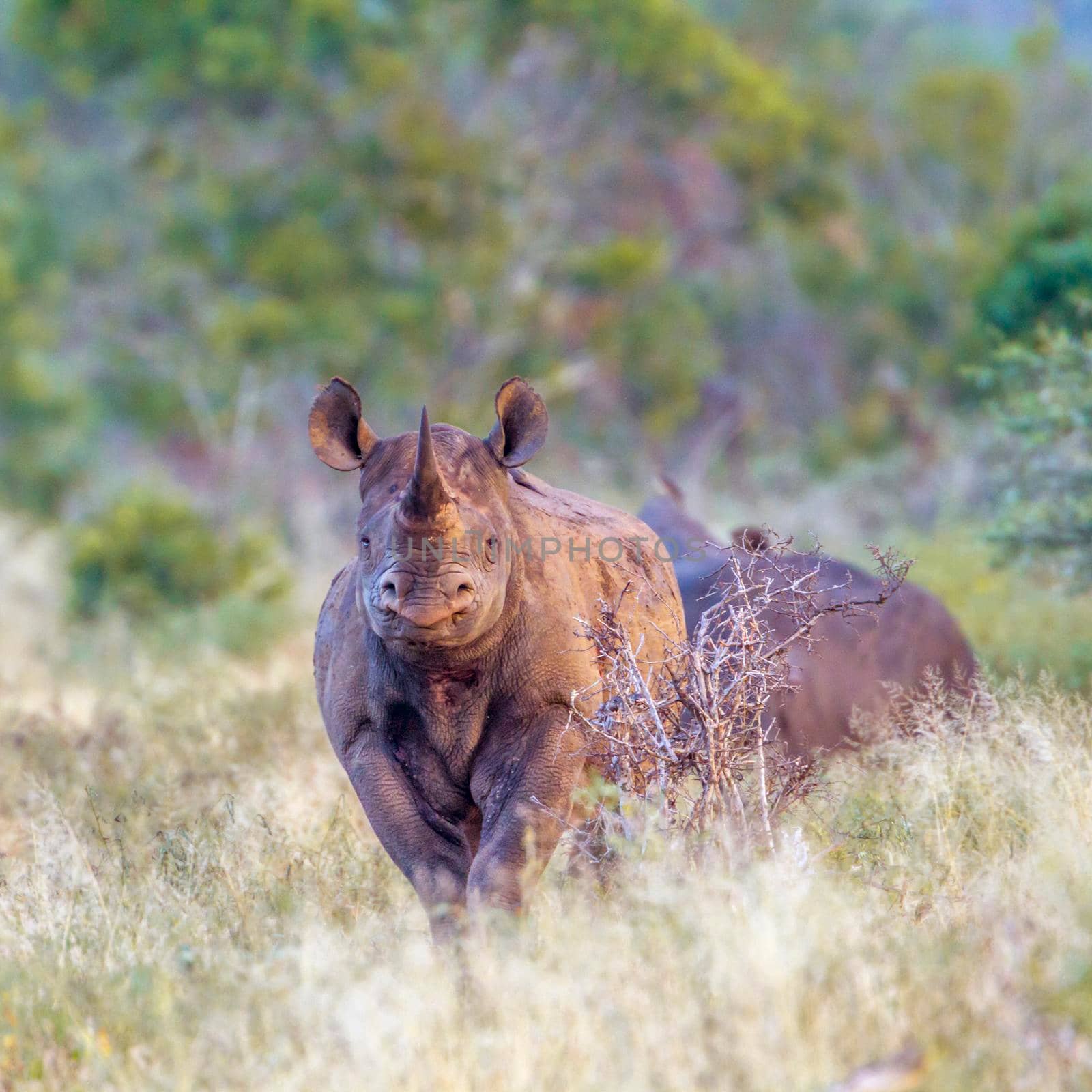 Specie Diceros bicornis family of Rhinocerotidae