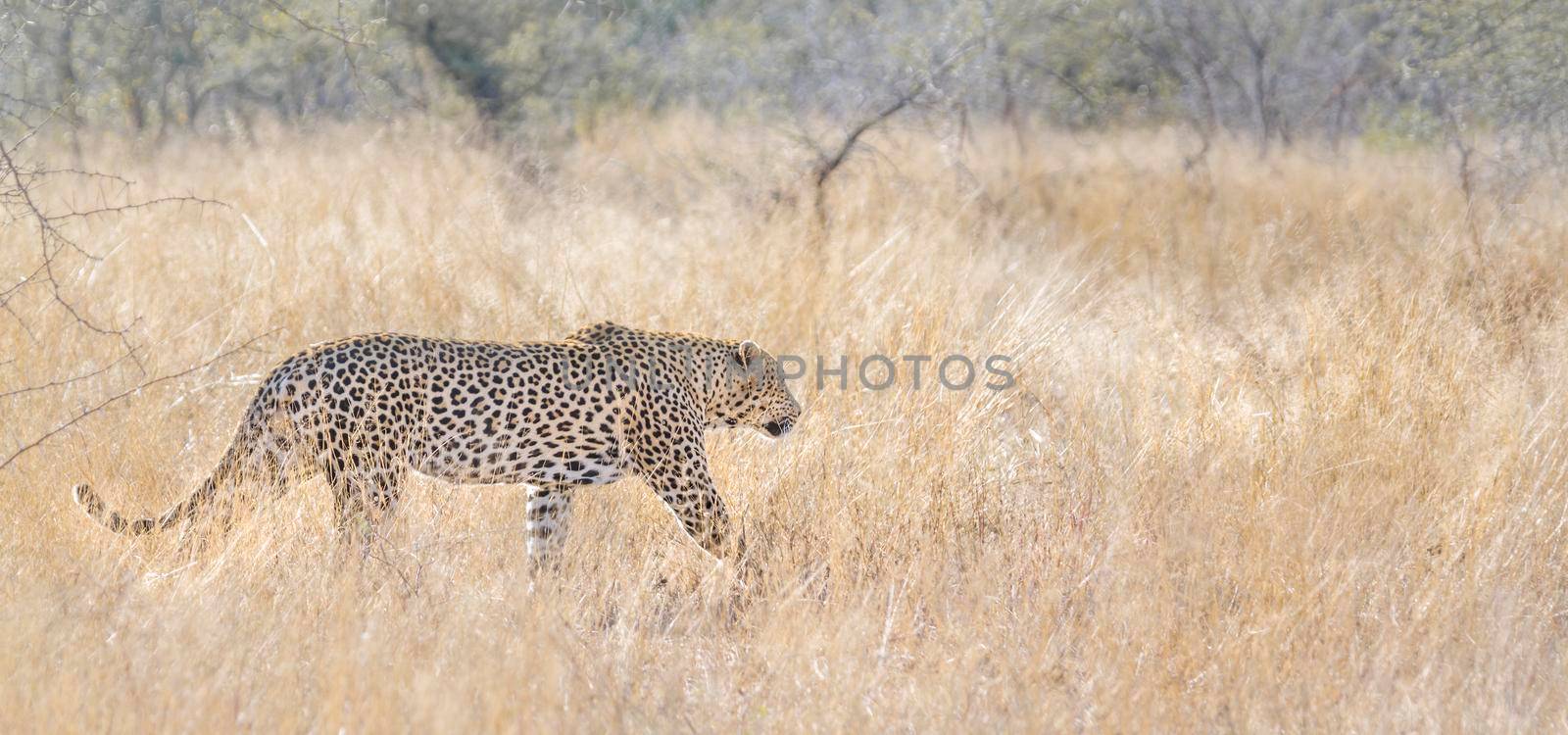 Leopard in Kruger National park, South Africa by PACOCOMO