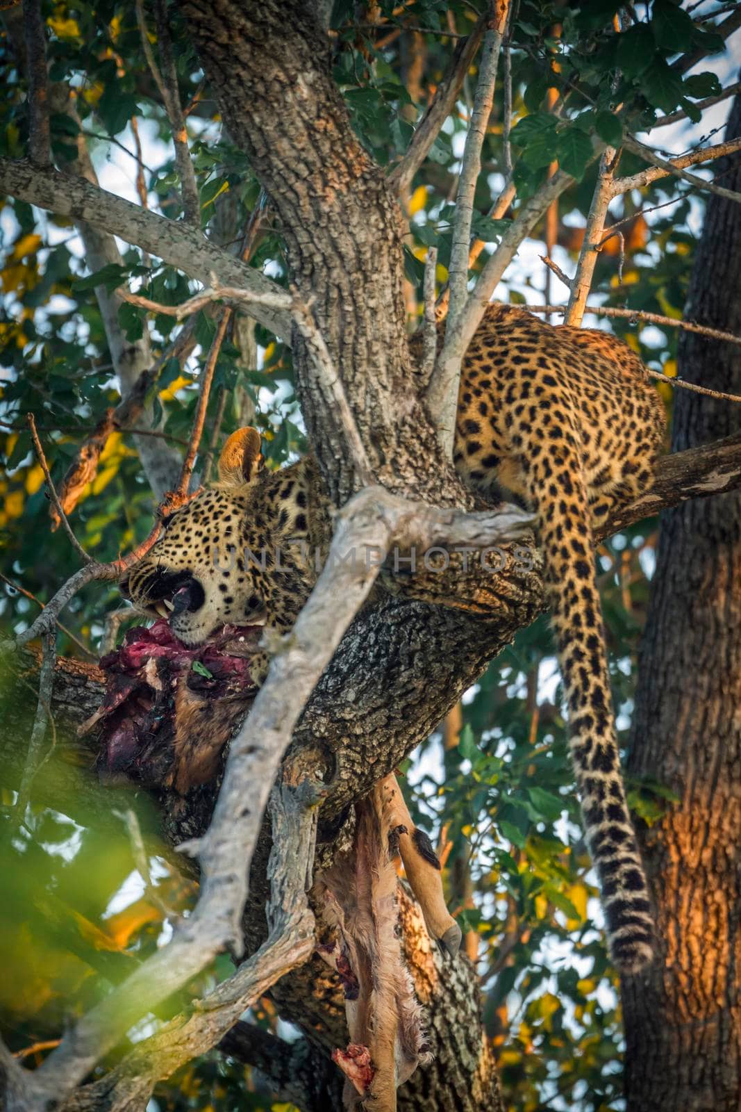 Leopard in Kruger National park, South Africa by PACOCOMO