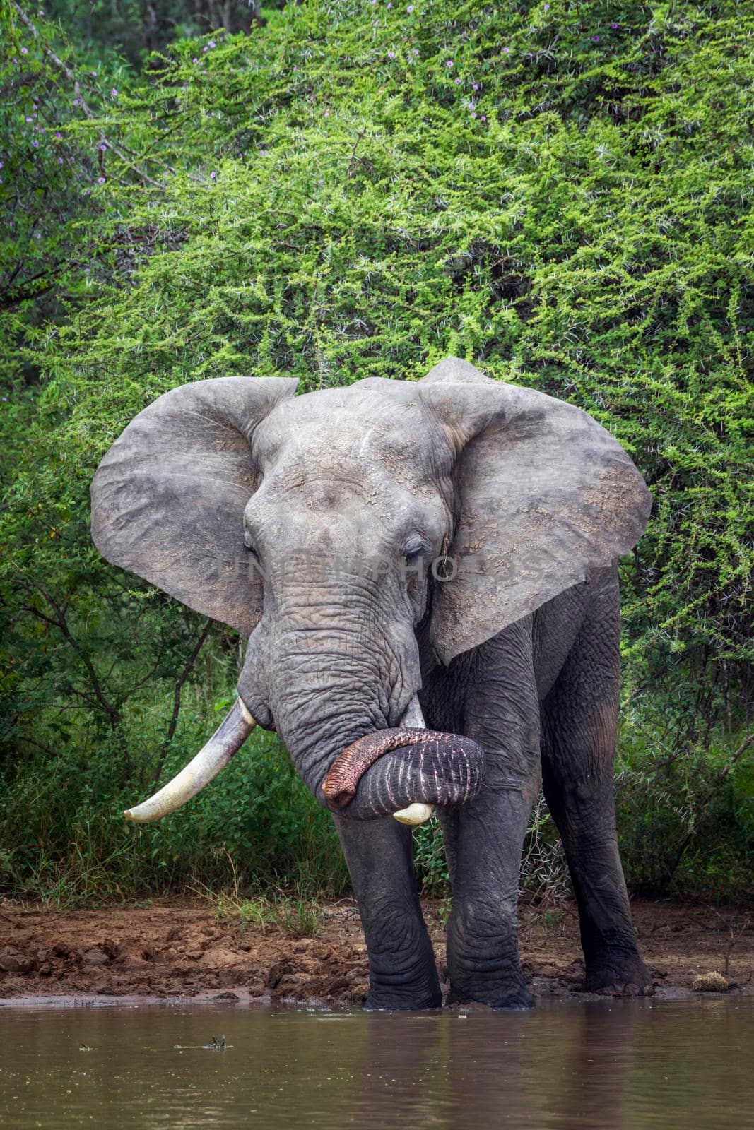 African bush elephant in Kruger National park, South Africa by PACOCOMO