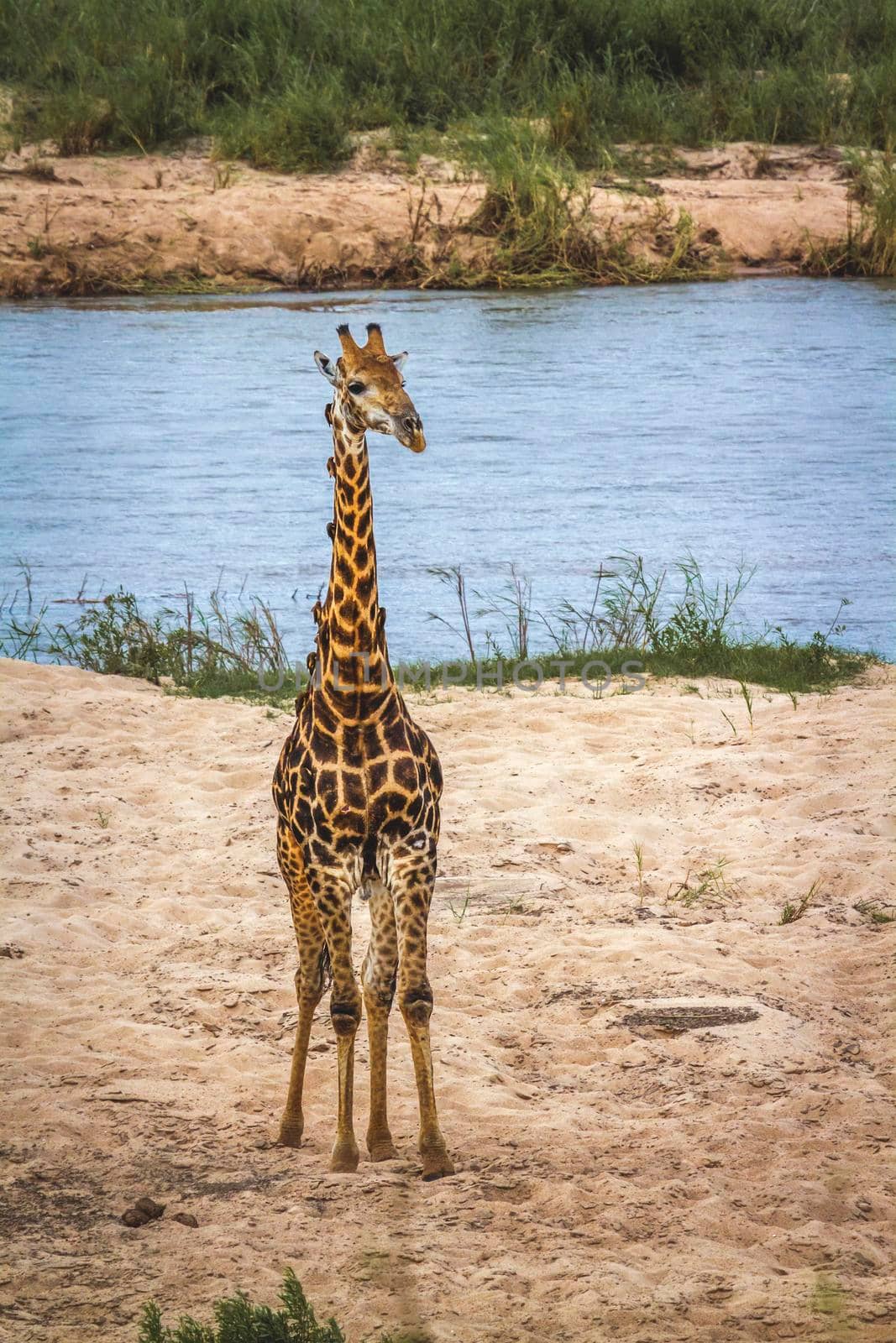 Giraffe in Kruger National park, South Africa by PACOCOMO