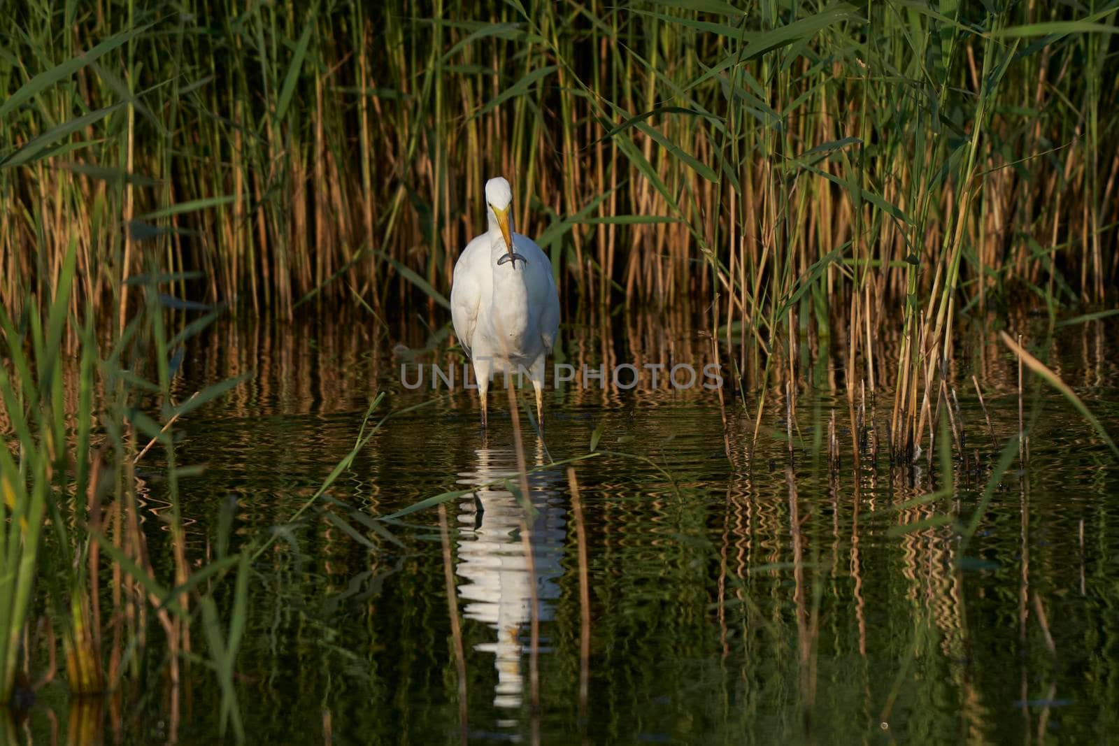 Great White Egret (Ardea alba) hunting amongst the reed along the edge of a lake at Ham Wall in Somerset, United Kingdom.