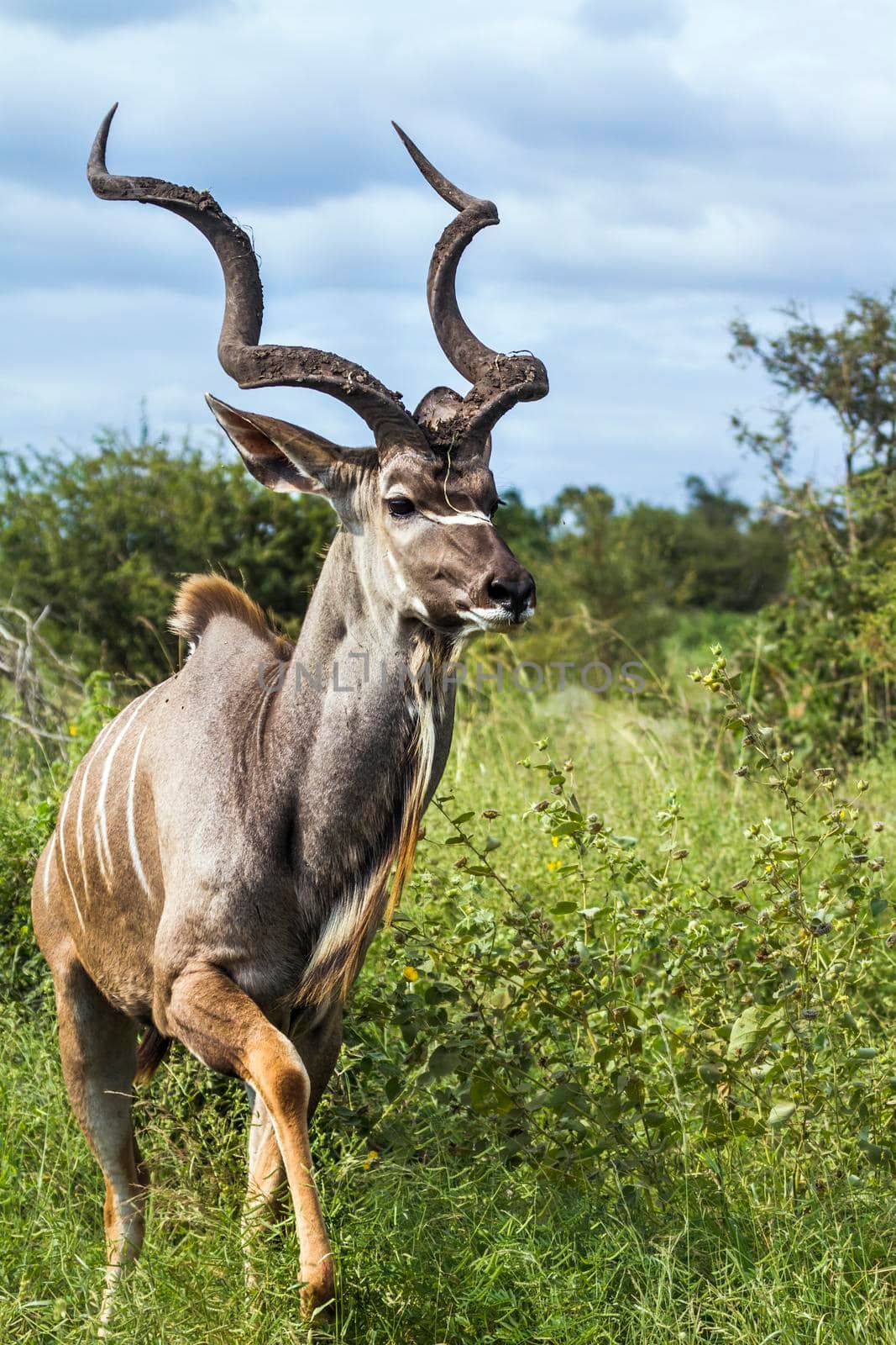 Greater kudu in Kruger National park, South Africa by PACOCOMO