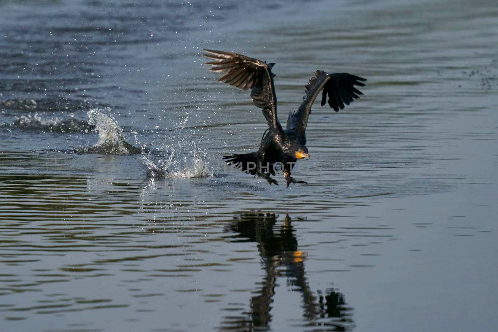 Cormorant taking off by JeremyRichards