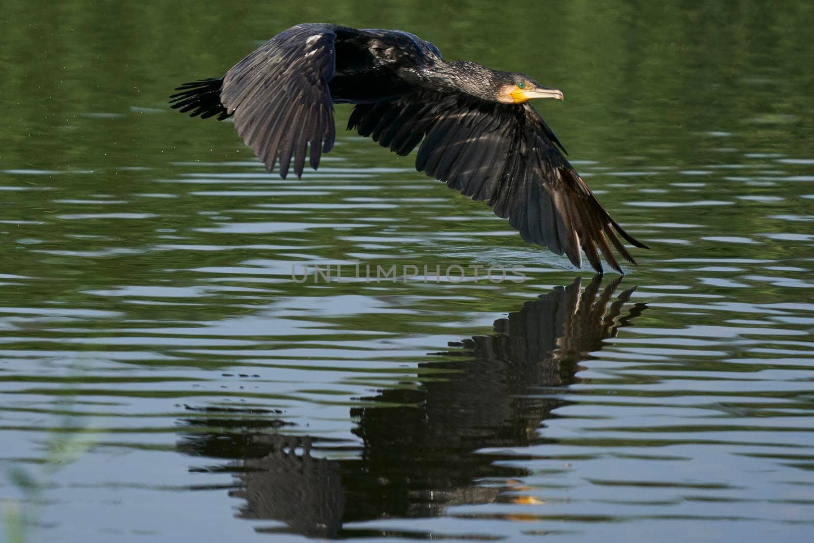 Cormorant (Phalacrocorax carbo) flying low over a lake at Ham Wall in Somerset, United Kingdom.