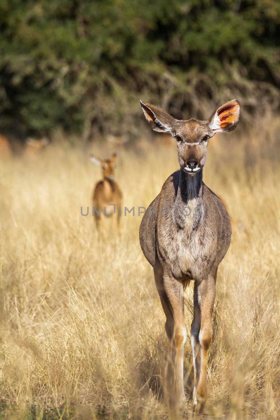 Greater kudu in Kruger National park, South Africa ; Specie Tragelaphus strepsiceros family of Bovidae