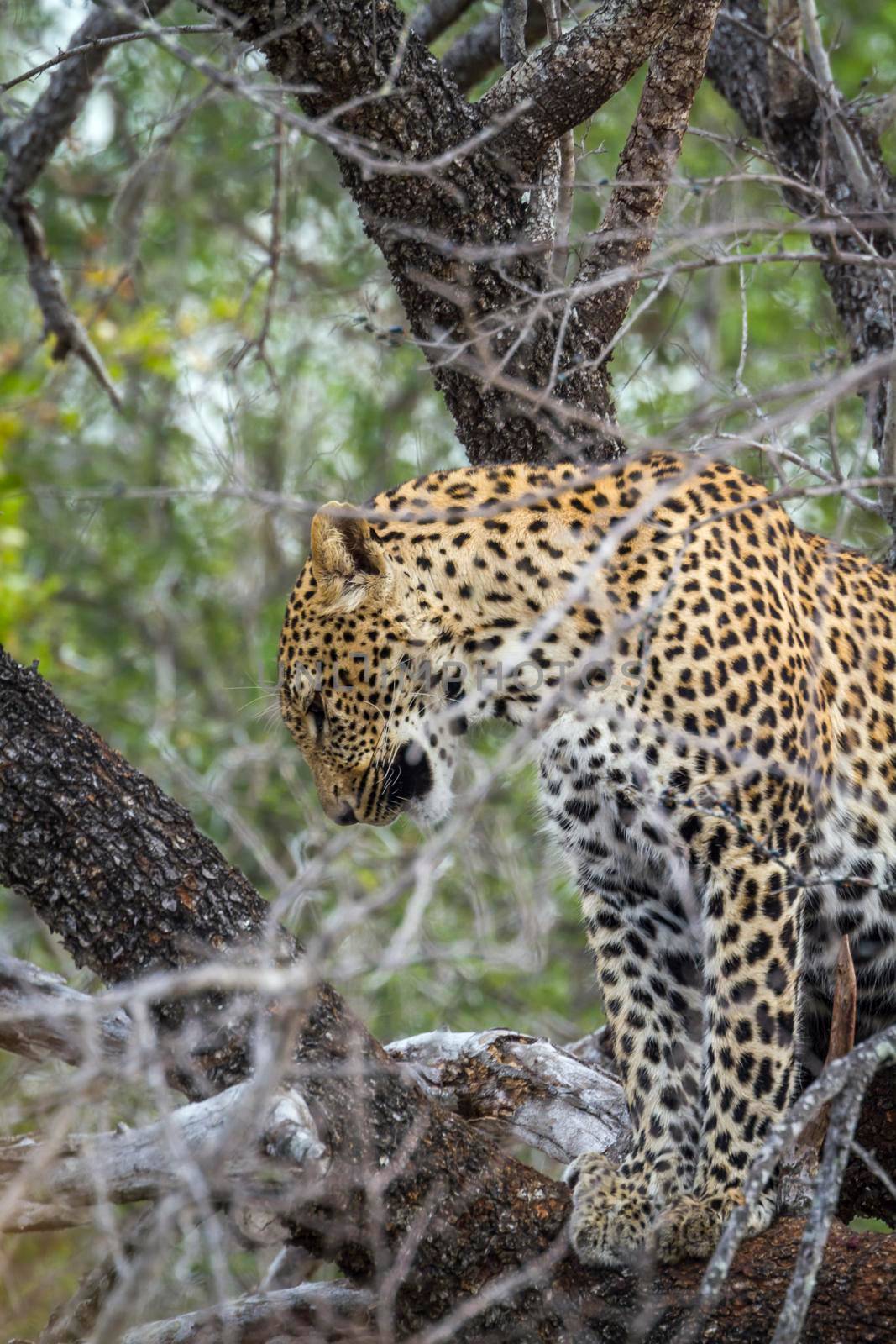 Leopard in Yala National park, Sri Lanka by PACOCOMO