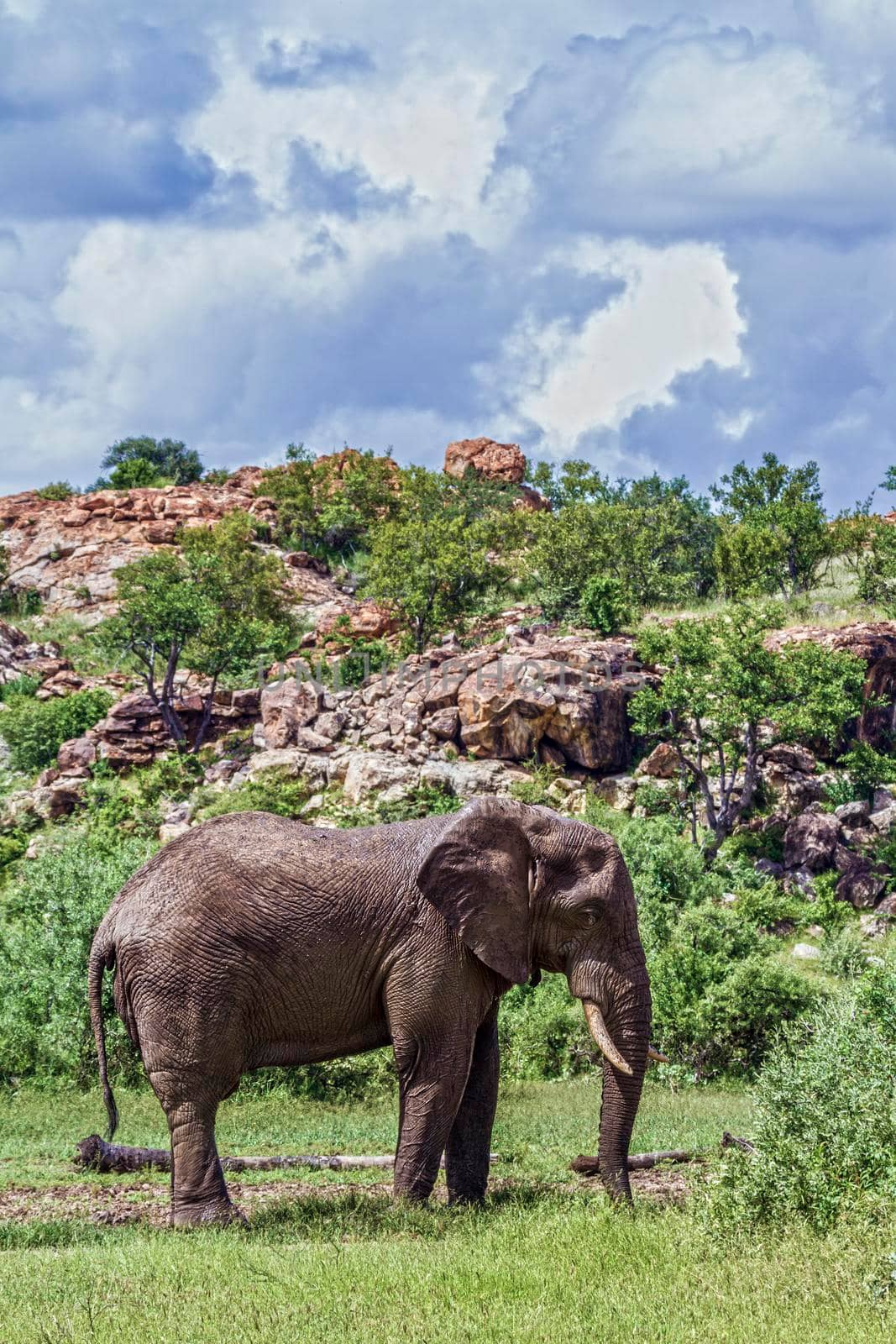 African bush elephant in Mapungubwe National park, South Africa by PACOCOMO