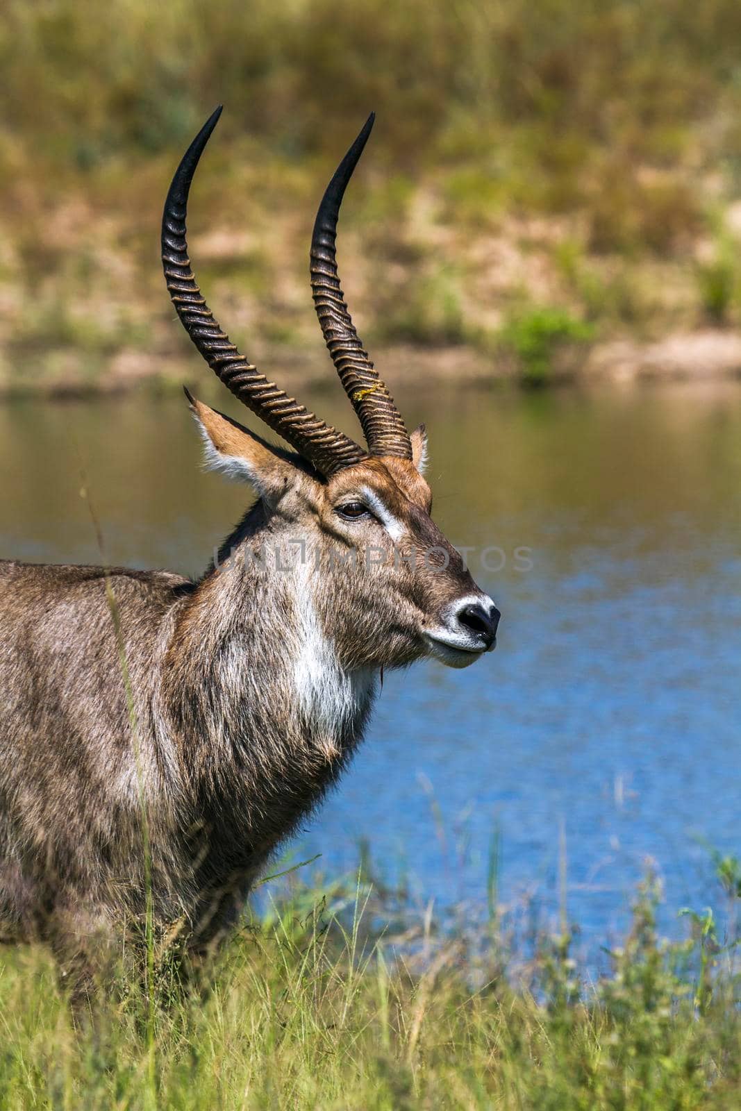 Common Waterbuck in Kruger National park, South Africa by PACOCOMO