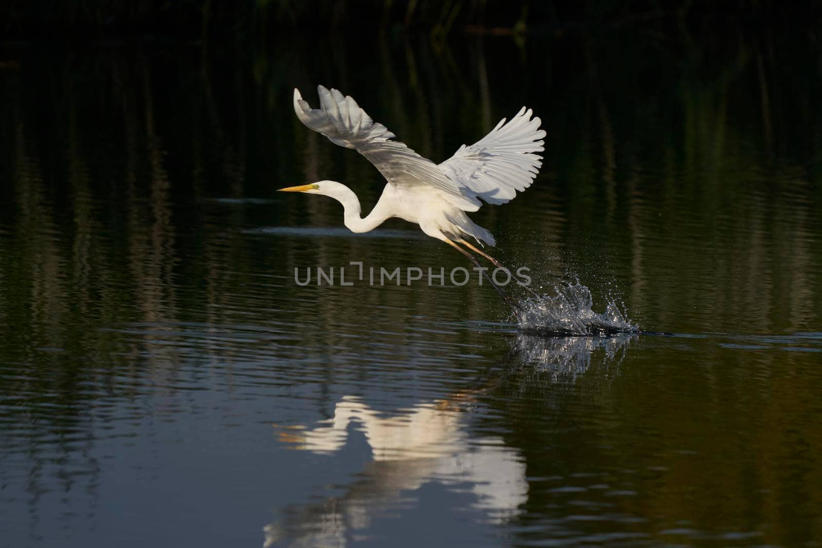Great White Egret in flight by JeremyRichards