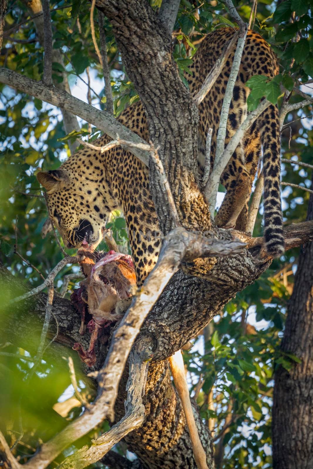 Leopard in Kruger National park, South Africa by PACOCOMO