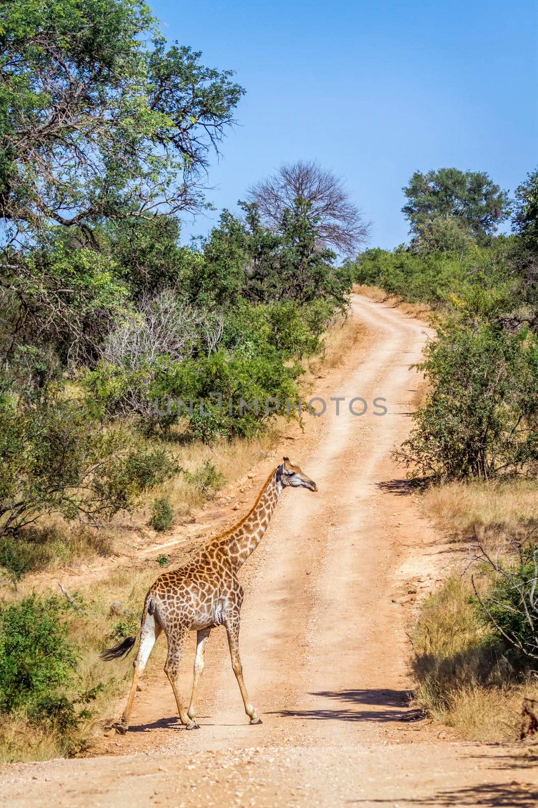 Specie Giraffa camelopardalis family of Giraffidae