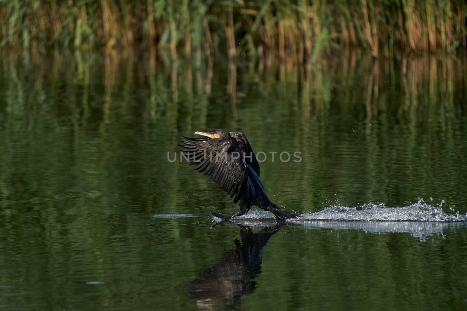 Cormorant landing by JeremyRichards