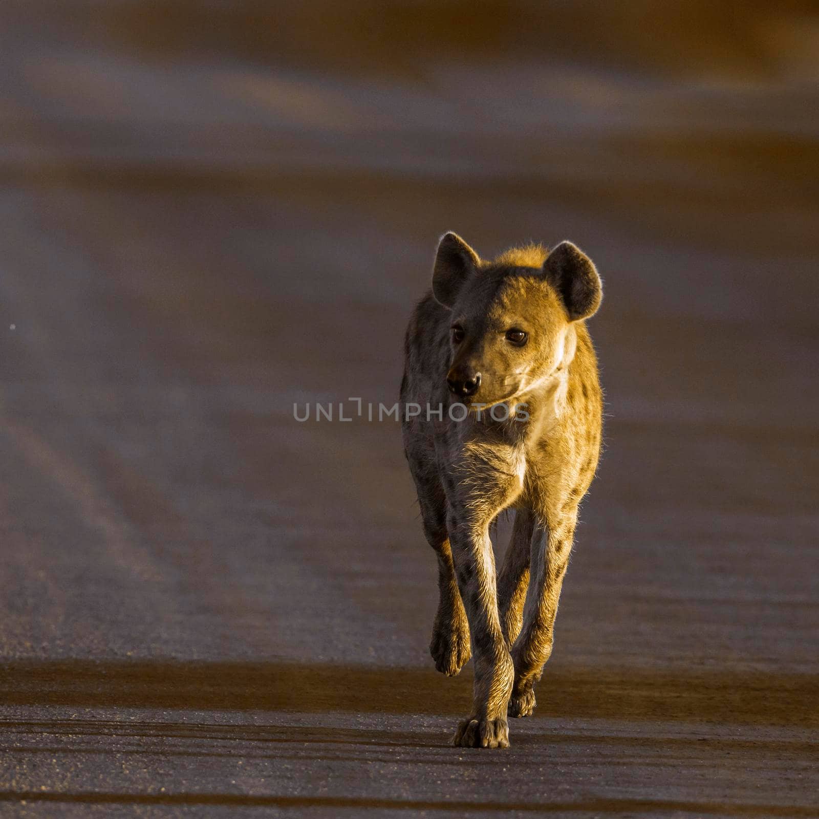Spotted hyaena in Kruger National park, South Africa by PACOCOMO
