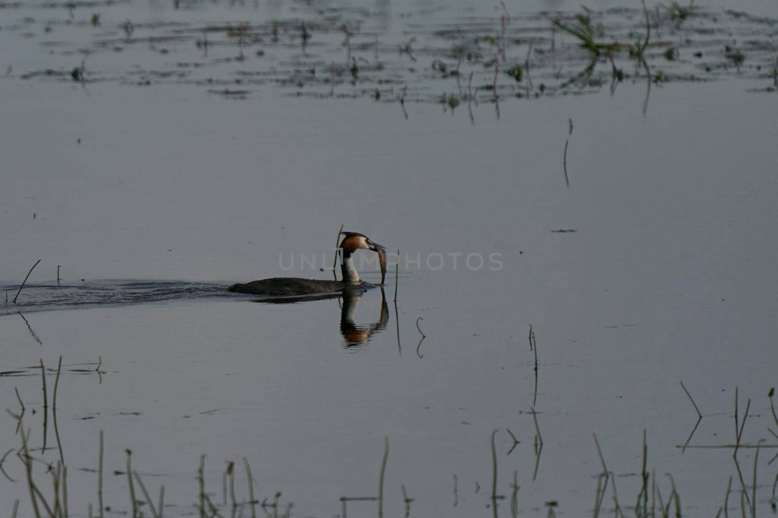 Great Crested Grebe with fish by JeremyRichards