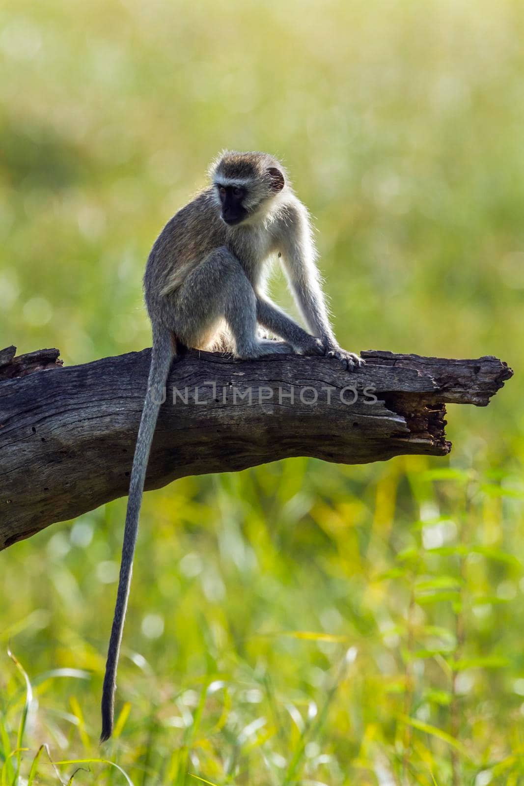 Vervet monkey in Mapungubwe National park, South Africa by PACOCOMO