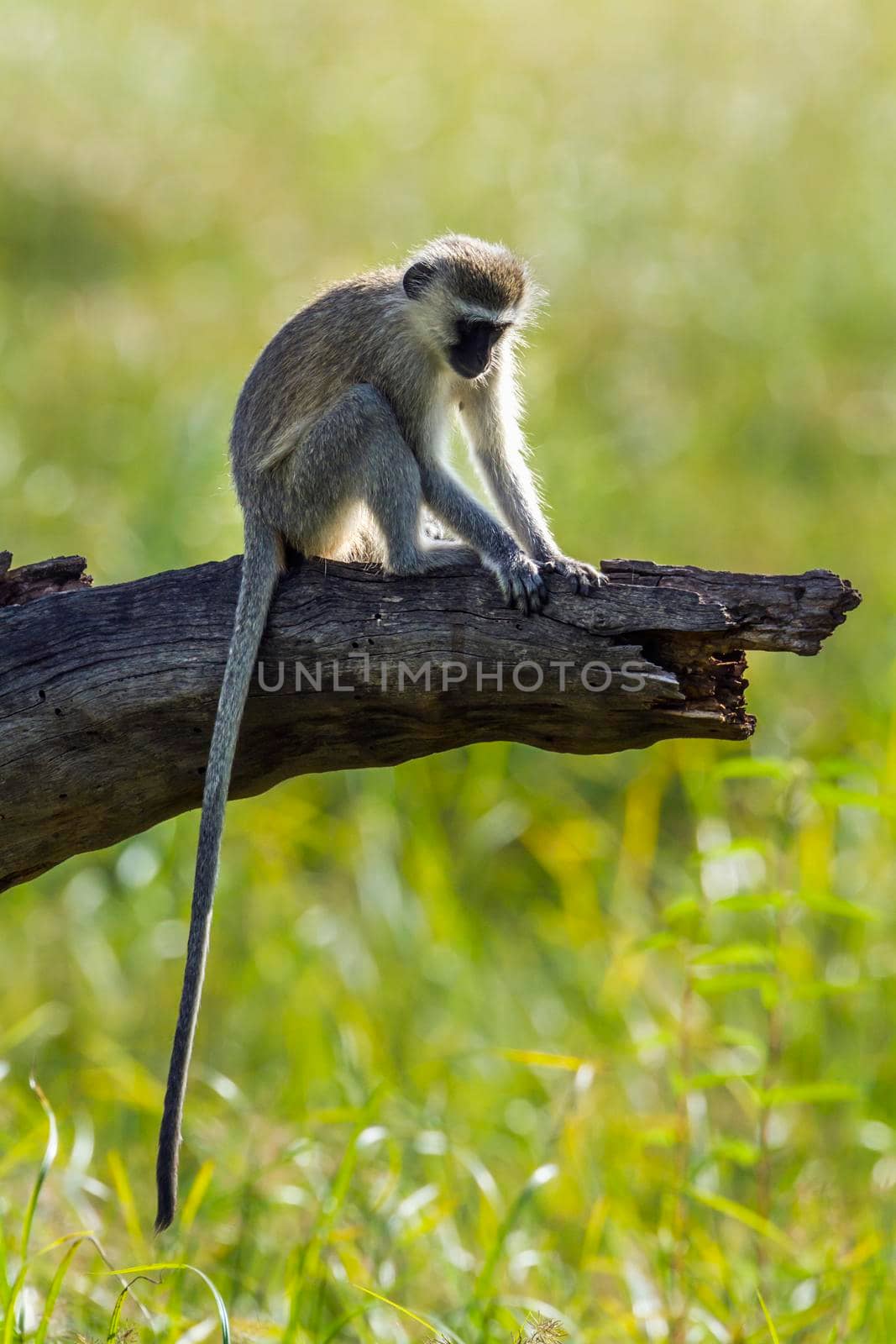 Vervet monkey in Mapungubwe National park, South Africa by PACOCOMO