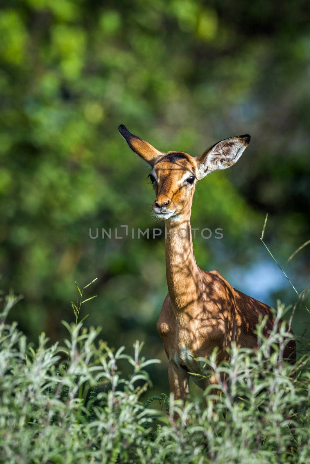 Specie Aepyceros melampus family of Bovidae