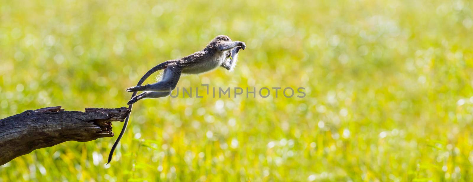 Vervet monkey in Mapungubwe National park, South Africa by PACOCOMO