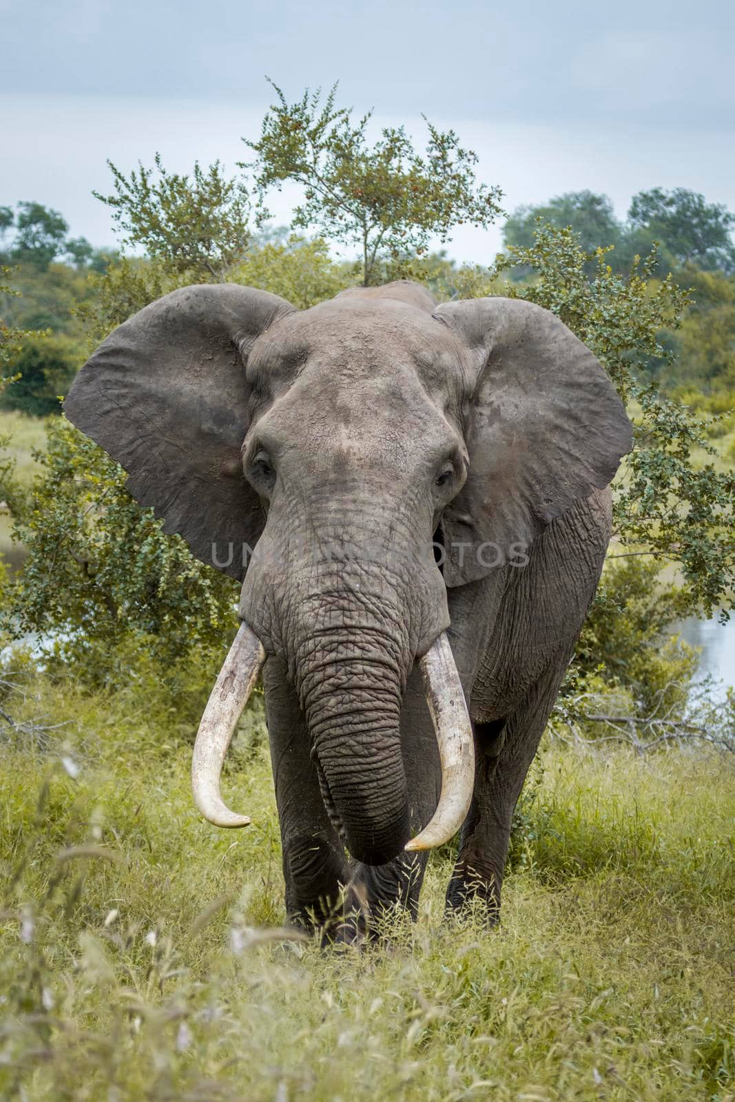 African bush elephant in Kruger National park, South Africa by PACOCOMO